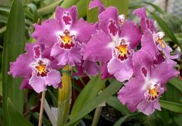 Орхидея камбрия: описание разновидностей и условия выращивания Орхидея камбрия размножение в домашних условиях