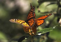 Развитие и строение бабочек